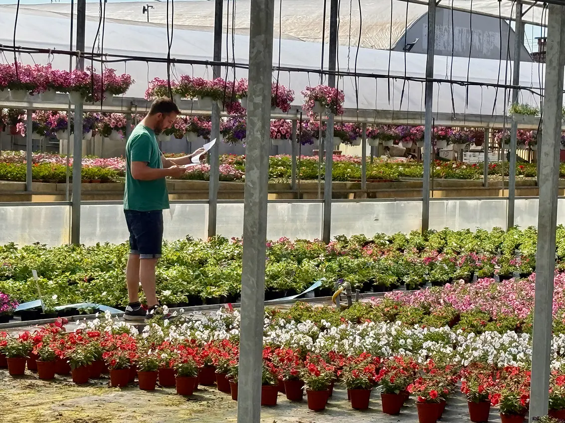 Lavoro in serra - controllo qualità delle piante