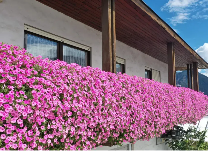 Petunia vista