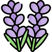 Fiori perenni